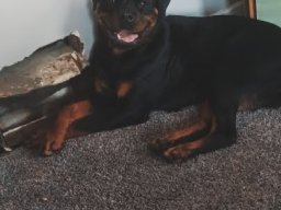 nala 9